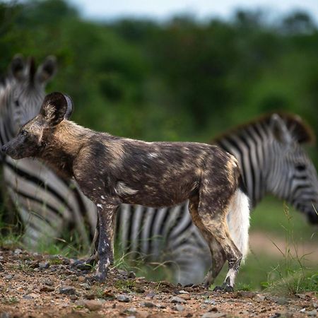 Leopard Sands Kruger Park Skukuza Εξωτερικό φωτογραφία