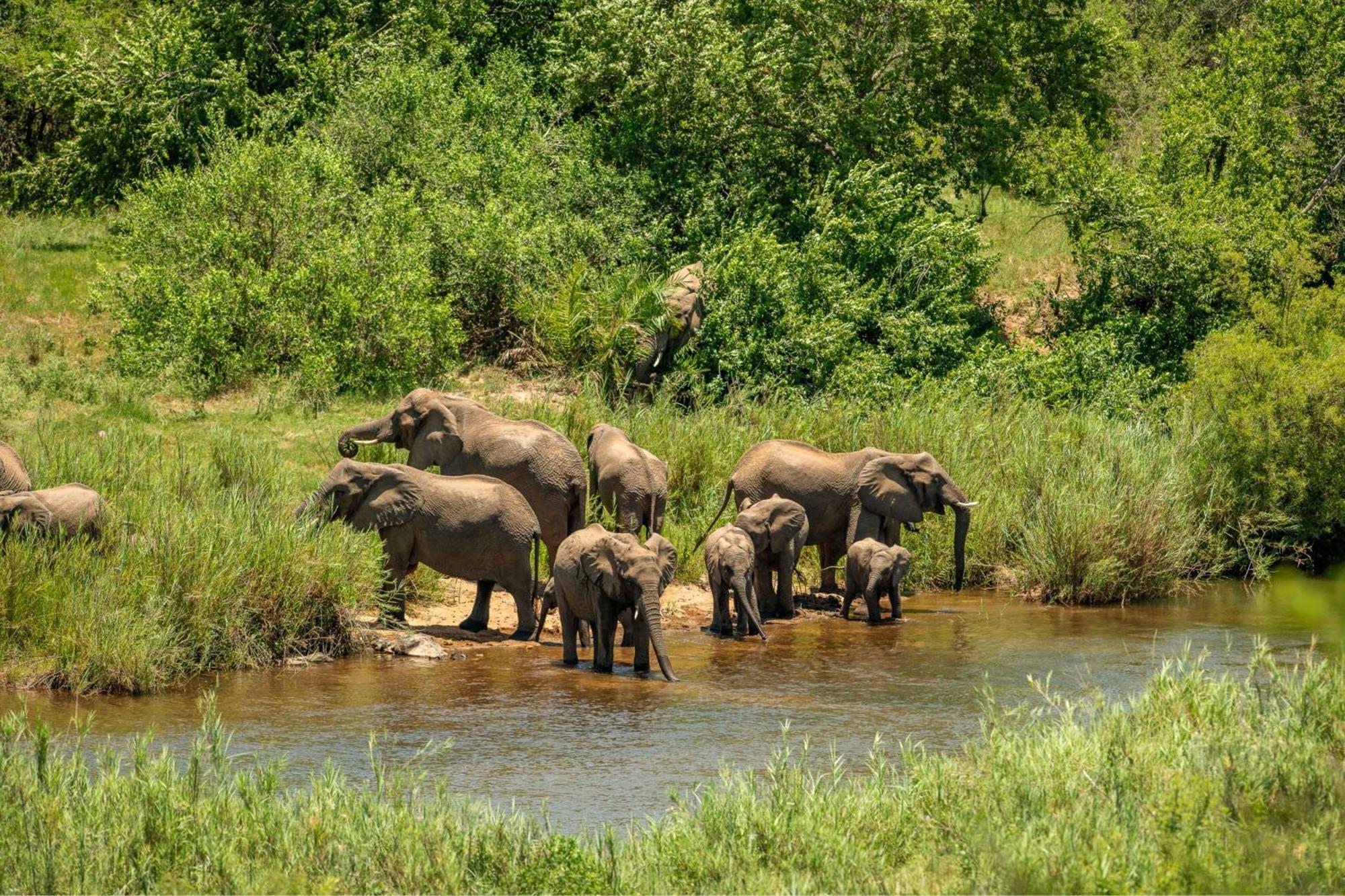 Leopard Sands Kruger Park Skukuza Εξωτερικό φωτογραφία