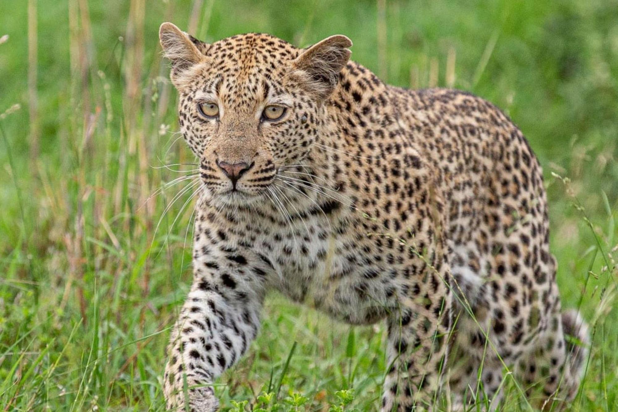 Leopard Sands Kruger Park Skukuza Εξωτερικό φωτογραφία