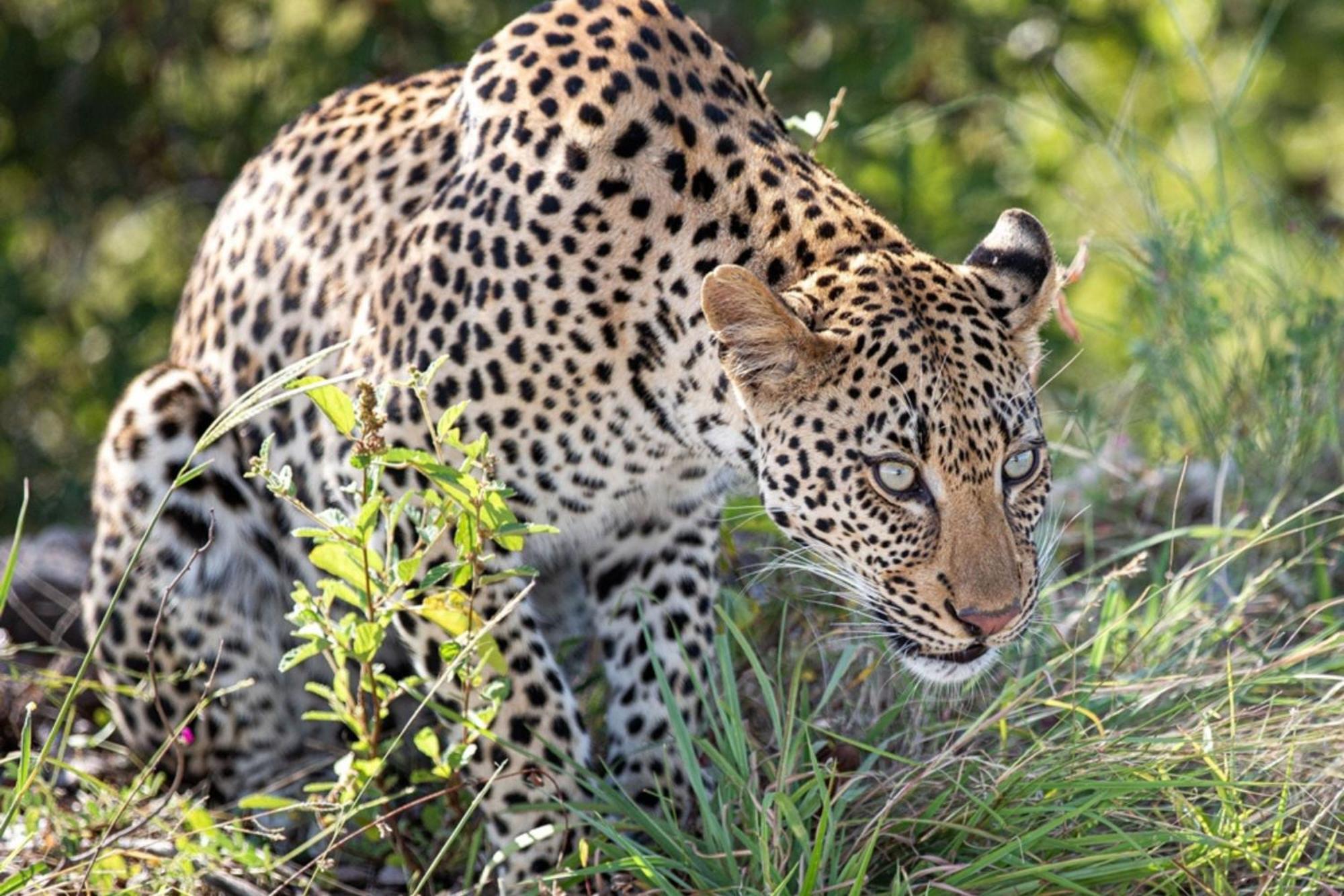 Leopard Sands Kruger Park Skukuza Εξωτερικό φωτογραφία
