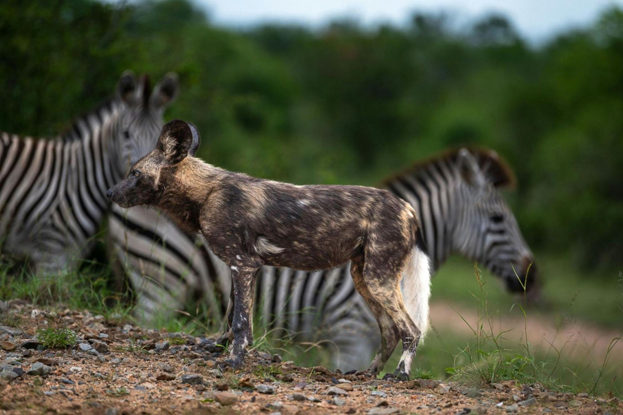 Leopard Sands Kruger Park Skukuza Εξωτερικό φωτογραφία